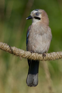 Close-up of bird perching on branch