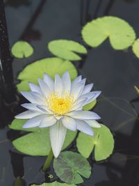 Close-up of lotus water lily in lake
