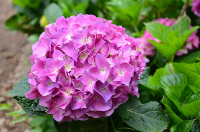 Close-up of pink flower blooming outdoors