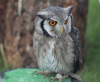 Portrait of owl
