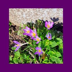 Close-up of purple flowers