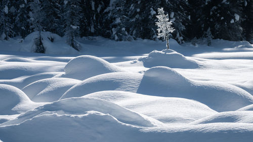 Scenic view of snow covered field