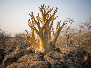 Close-up of bare tree against clear sky