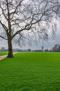 Bare tree on field against sky