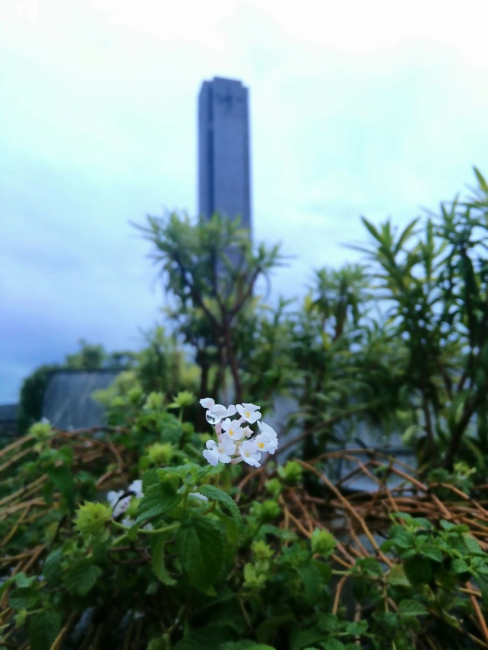 building exterior, growth, flower, architecture, built structure, sky, plant, leaf, freshness, low angle view, fragility, green color, nature, focus on foreground, day, tower, no people, beauty in nature, outdoors, blooming