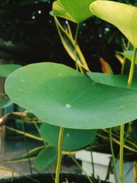 Close-up of water drops on plant