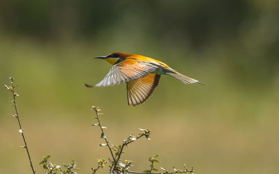 Close-up of bird flying