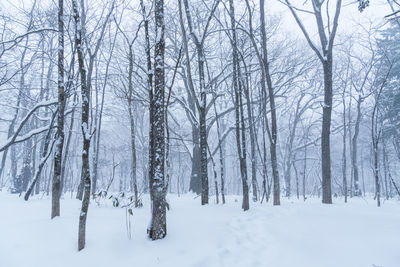 Bare trees on snow covered land