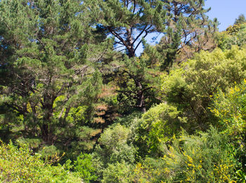 Trees in forest