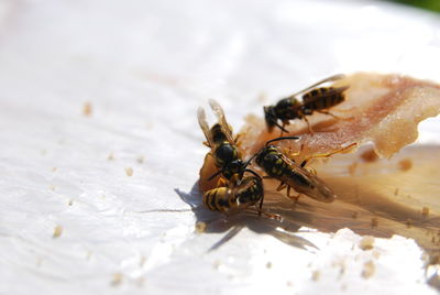 Close-up of bee on leaf