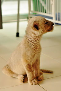 Close-up of a dog looking away while sitting on tiled floor