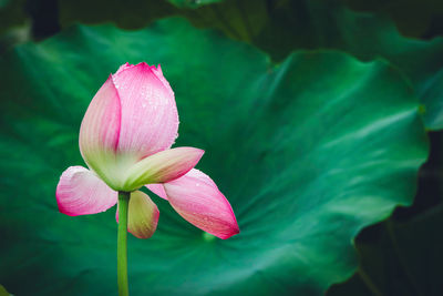 Close-up of pink flower