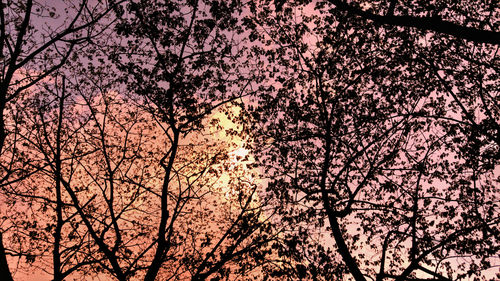 Low angle view of silhouette trees against sky