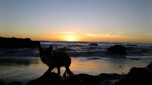 Silhouette dog on beach against sky during sunset