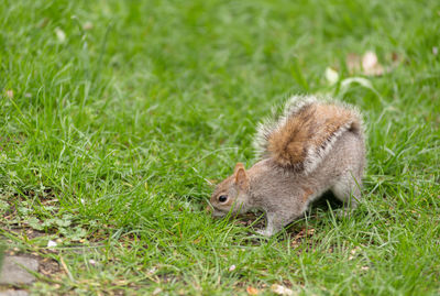 Squirrel on grass