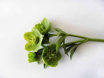 Close-up of plant against white background