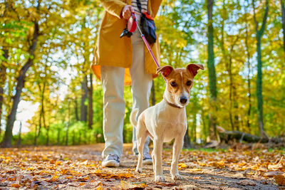 Portrait of dog on field