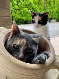Close-up portrait of a cat