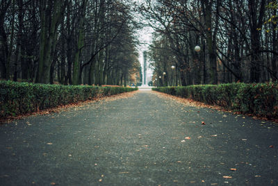 Dirt road in forest