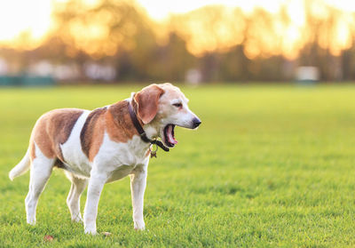 Dog looking away on field