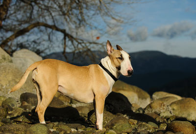 Side view of dog standing on rock against sky