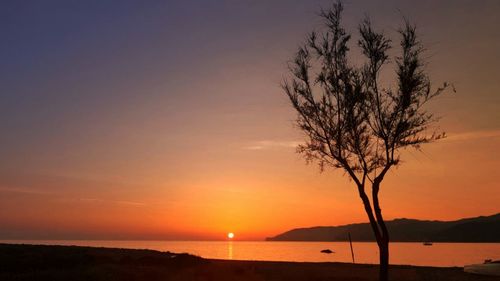 Silhouette tree by sea against romantic sky at sunset