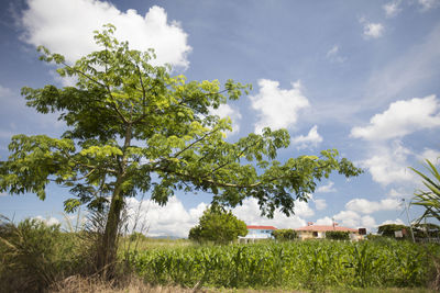 Landscape of rural farm community in guatemala