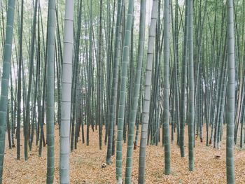 Bamboo plants in forest