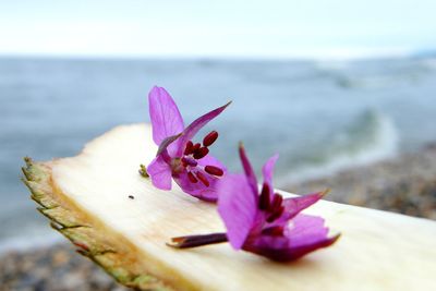 Close-up of pink flower on wood