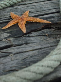 Close-up of wooden plank