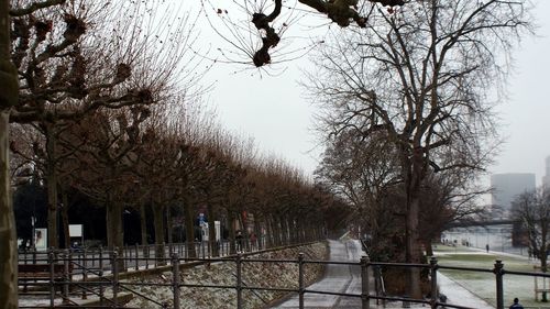 Bare trees against sky