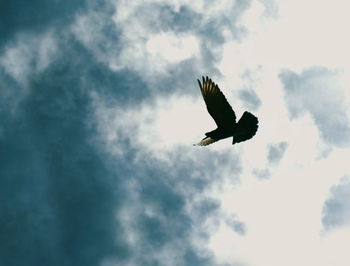 Low angle view of eagle flying against sky