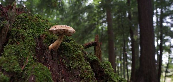 Close-up of mushrooms growing on tree trunk