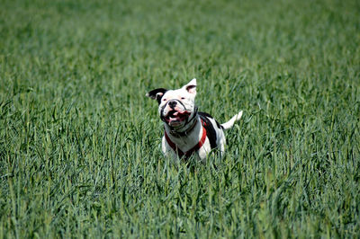 Portrait of dog running on grass