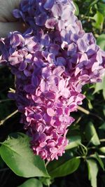 Close-up of purple flowers blooming outdoors