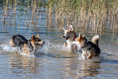 Several happy welsh corgi dogs playing and jumping in the water on the sandy beach