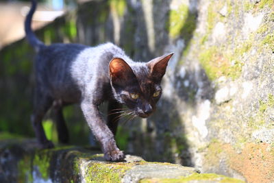 Portrait of a cat