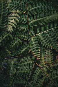 Ferns from our station's garden