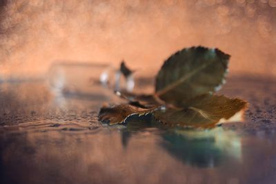 Close-up of dry leaves on table