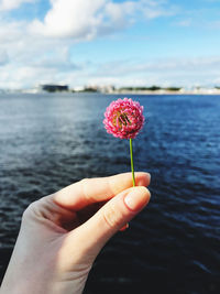 Close-up of hand holding red flower