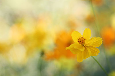 Close-up of yellow flowering plant 