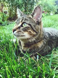 Close-up of a cat looking away