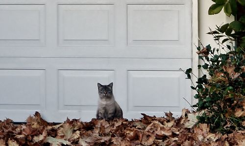 Cat looking away