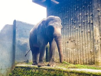 Elephant in a field