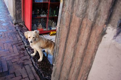 Portrait of dog