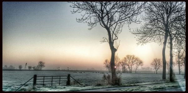 Bare trees on field at sunset