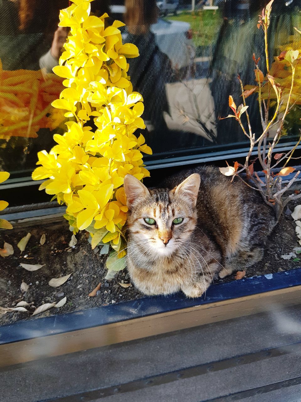 cat, animal themes, domestic cat, feline, animal, vertebrate, mammal, pets, domestic, domestic animals, looking at camera, flower, flowering plant, one animal, portrait, no people, relaxation, plant, nature, sitting, whisker