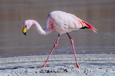 Flamingo at laguna colorada