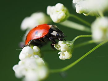 Close-up of ladybug on flower