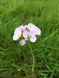 Close-up of flower blooming outdoors